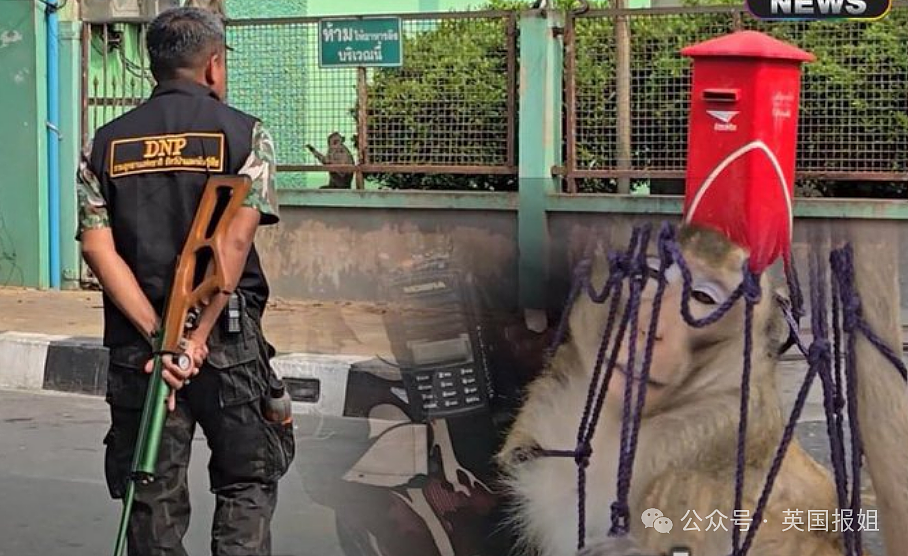 泰国猴子帮派大乱斗！警察介入急劝架，网友：吗喽的事儿人类咋掺合？（组图） - 20