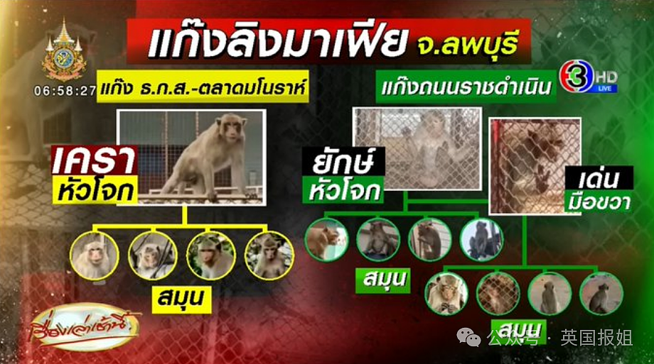 泰国猴子帮派大乱斗！警察介入急劝架，网友：吗喽的事儿人类咋掺合？（组图） - 22