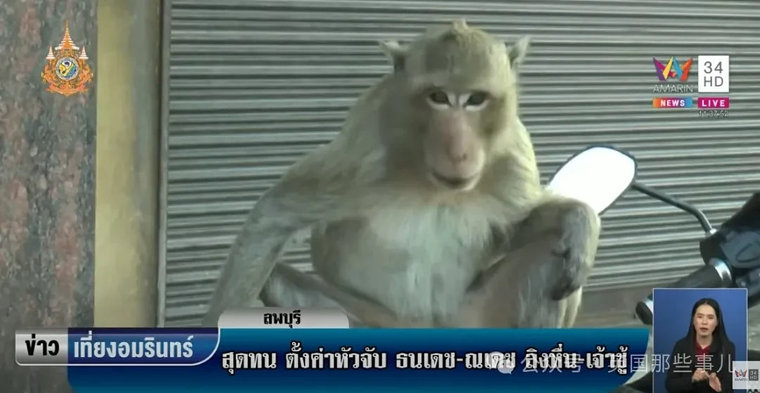 泰国色猴成内衣大盗，专偷女性内衣，老板娘气到昏厥：给我抓它俩去割蛋（组图） - 5