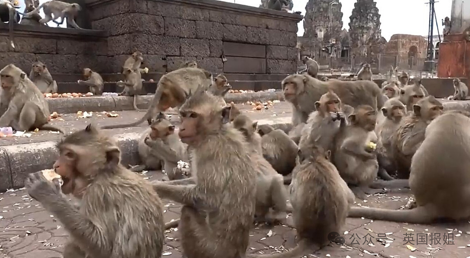 泰国猴子帮派大乱斗！警察介入急劝架，网友：吗喽的事儿人类咋掺合？（组图） - 10