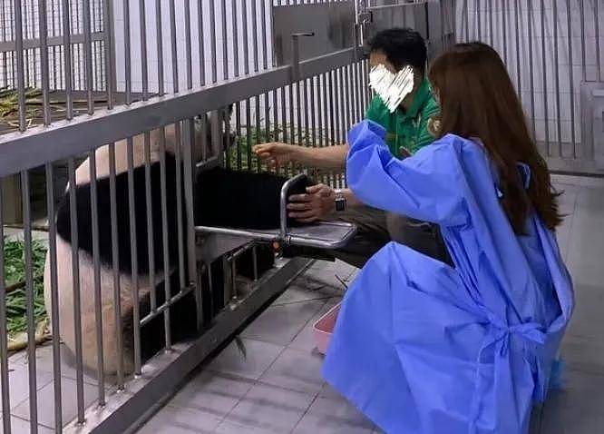 熊猫福宝韩国饲养员装哭惹群嘲，两个摄像师跟拍特写，比韩剧还假（组图） - 22