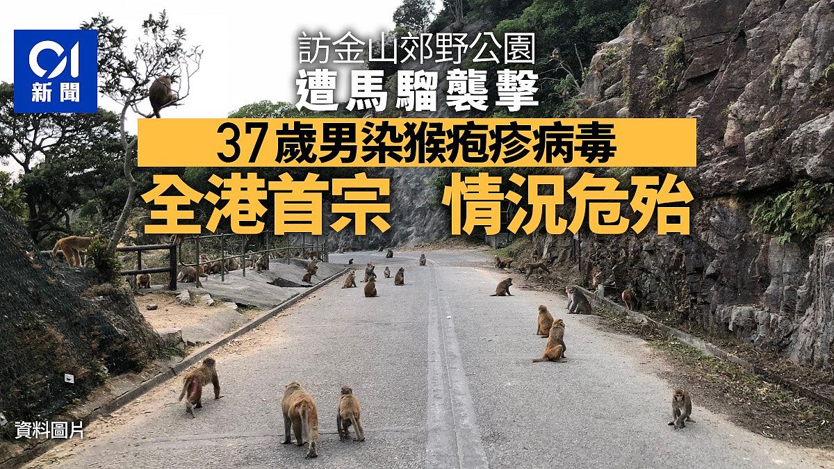 香港首宗人类感染猴疱疹病毒！37岁男曾被猴子袭击，入ICU情况危殆（组图） - 1