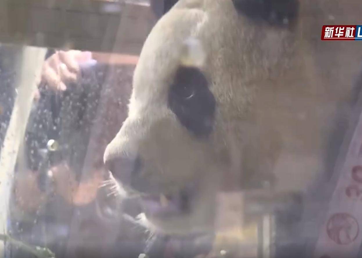 熊猫福宝韩国饲养员装哭惹群嘲，两个摄像师跟拍特写，比韩剧还假（组图） - 2