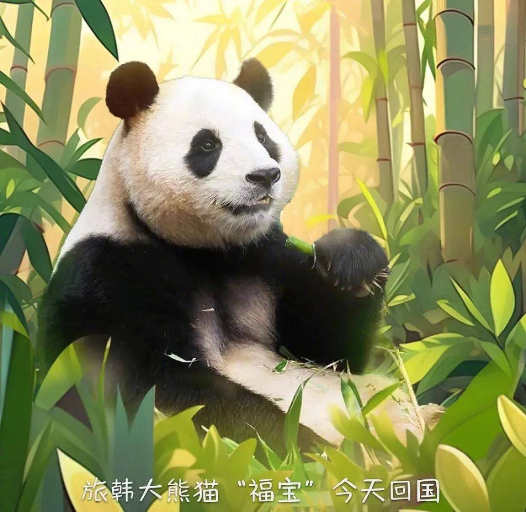 熊猫福宝韩国饲养员装哭惹群嘲，两个摄像师跟拍特写，比韩剧还假（组图） - 25