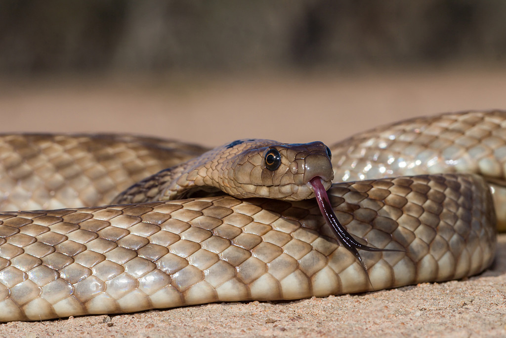 罕见蓝蛇现踪澳洲沙漠，专家惊呼：从业20年首见（组图） - 1