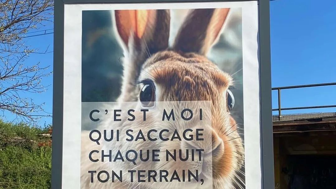 法国小镇兔子泛滥，市长心急如焚发广告求市民开吃：家人们，炖起来（组图） - 11