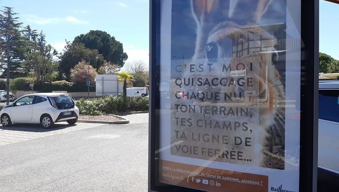 法国小镇兔子泛滥，市长心急如焚发广告求市民开吃：家人们，炖起来（组图） - 12