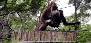 上海动物园大猩猩自虐事件爆了：这个时代，疯掉的到底是谁？（组图） - 24