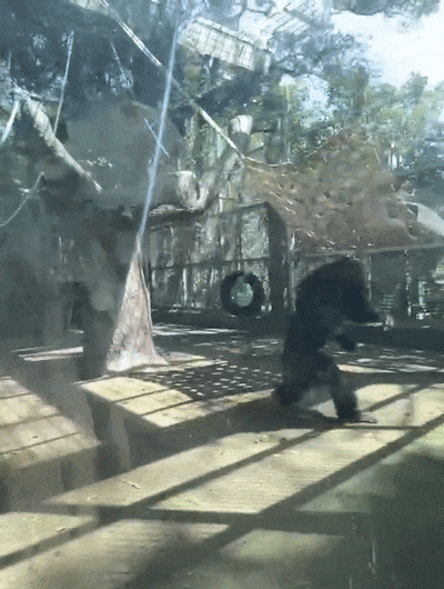 上海动物园大猩猩自虐事件爆了：这个时代，疯掉的到底是谁？（组图） - 2