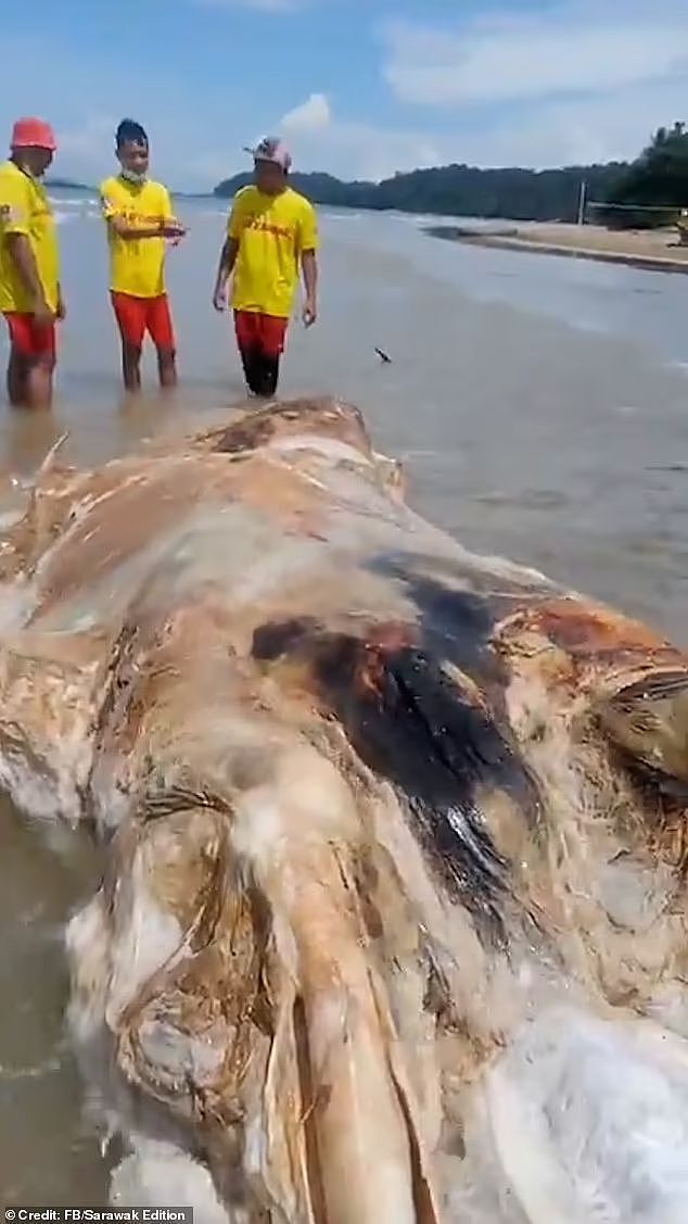 马来西亚海滩现巨型未知生物尸体，居民称散发恶心气味、让人感到惊悚（组图） - 1