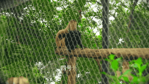 上海动物园大猩猩自虐事件爆了：这个时代，疯掉的到底是谁？（组图） - 26
