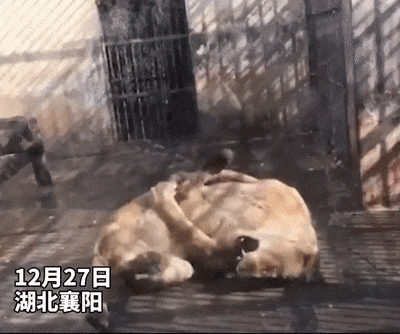 上海动物园大猩猩自虐事件爆了：这个时代，疯掉的到底是谁？（组图） - 5