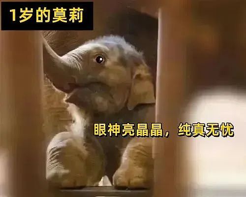 上海动物园大猩猩自虐事件爆了：这个时代，疯掉的到底是谁？（组图） - 7