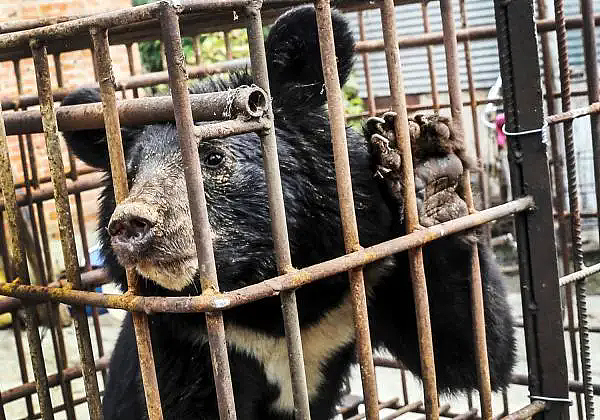 上海动物园大猩猩自虐事件爆了：这个时代，疯掉的到底是谁？（组图） - 12