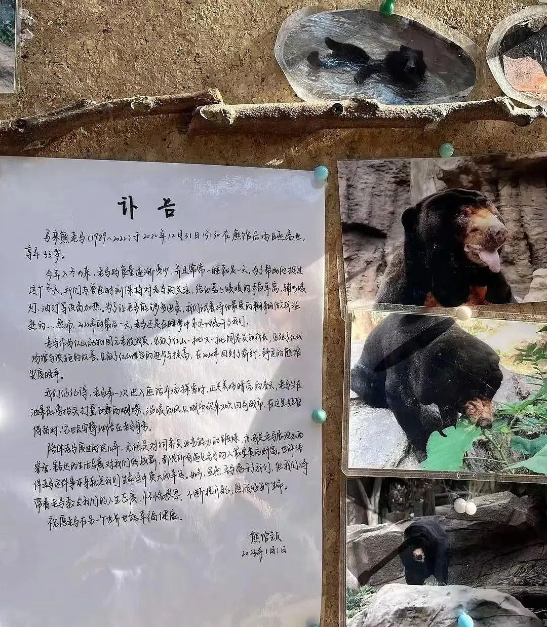 上海动物园大猩猩自虐事件爆了：这个时代，疯掉的到底是谁？（组图） - 28