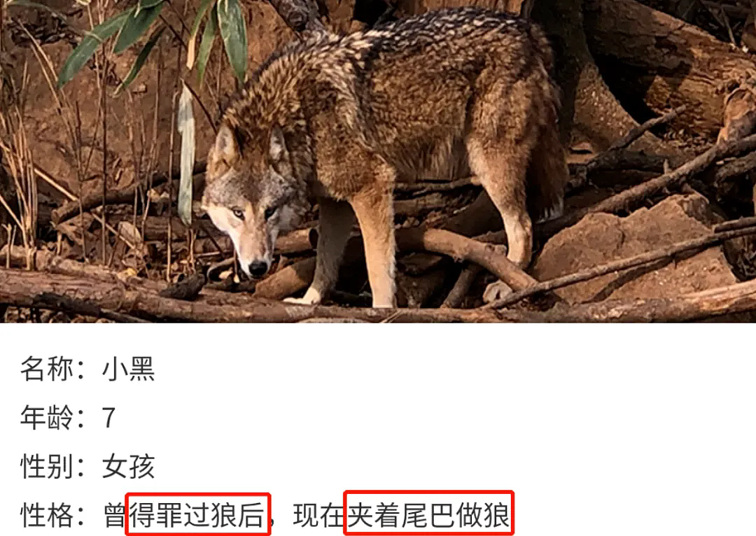 上海动物园大猩猩自虐事件爆了：这个时代，疯掉的到底是谁？（组图） - 19