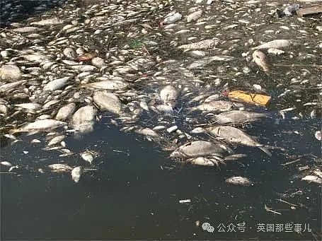 塞纳河里全是屎，巴黎奥运要改项目？澳洲运动员亲历“屎里游泳”...（组图） - 5