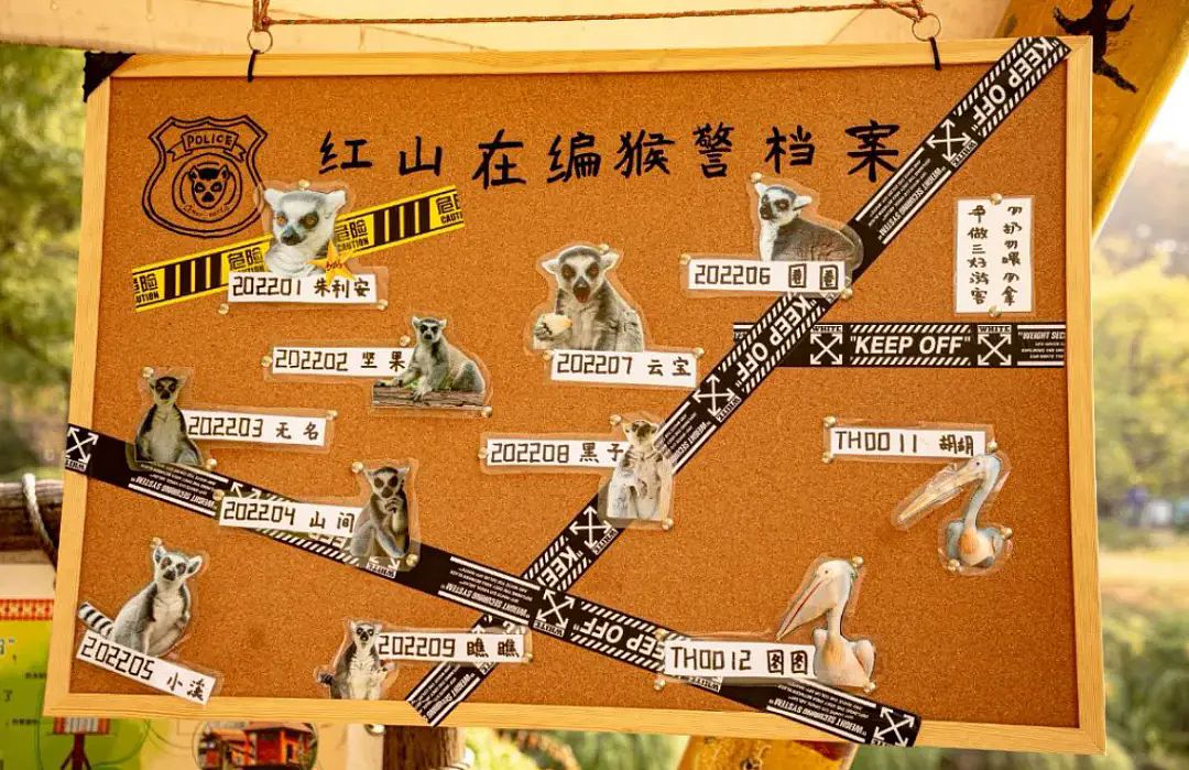 上海动物园大猩猩自虐事件爆了：这个时代，疯掉的到底是谁？（组图） - 18