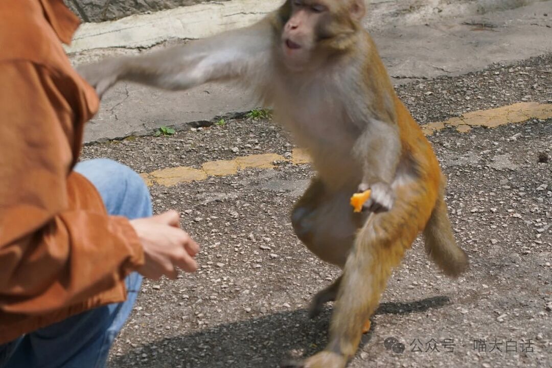 【爆笑】“旅游景区的猴子能有多张狂？”哈哈哈哈哈哈成精了是吧（组图） - 8