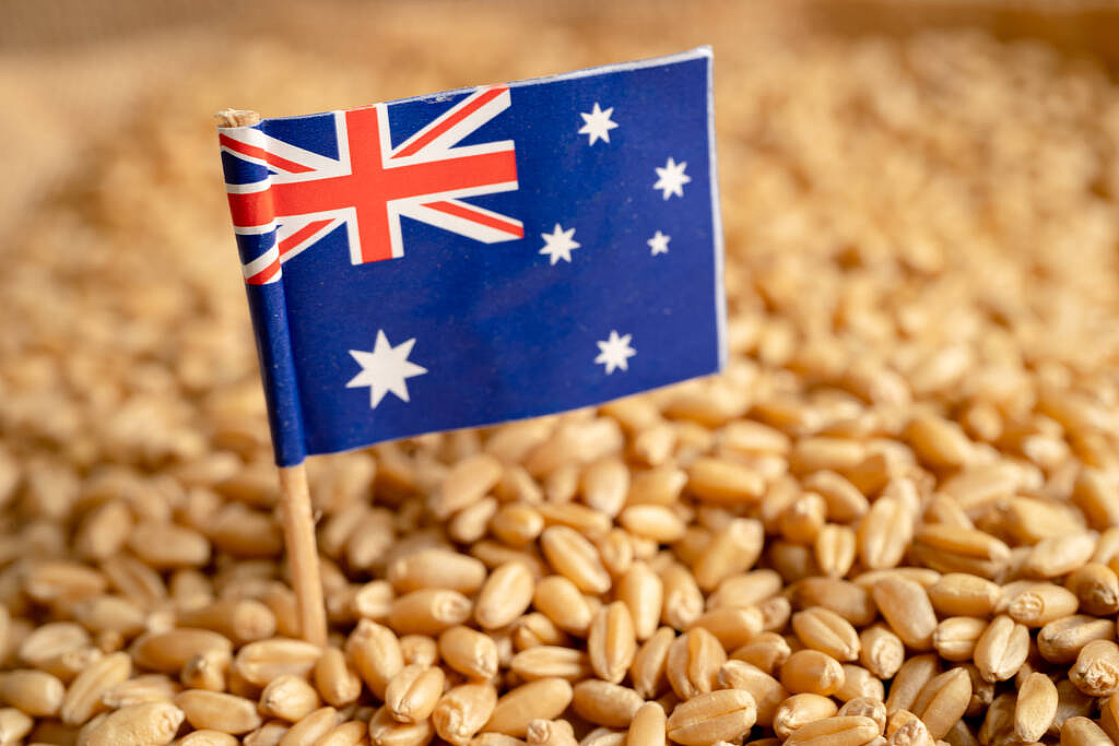 中国取消150万吨美澳小麦，抄底俄罗斯（组图） - 5