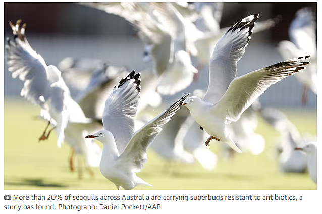 千万别接触！ 澳洲最可怕的超级病菌竟来自海鸥， 传染人， 几乎无药可治（组图） - 2