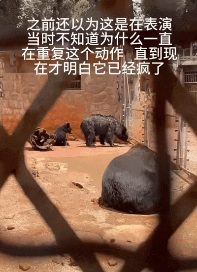 上海动物园大猩猩自虐事件爆了：这个时代，疯掉的到底是谁？（组图） - 3