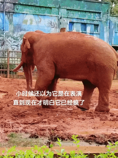 上海动物园大猩猩自虐事件爆了：这个时代，疯掉的到底是谁？（组图） - 4