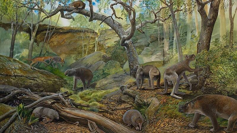 史前袋鼠之谜解开！澳洲发现3种巨型新物种（组图） - 2