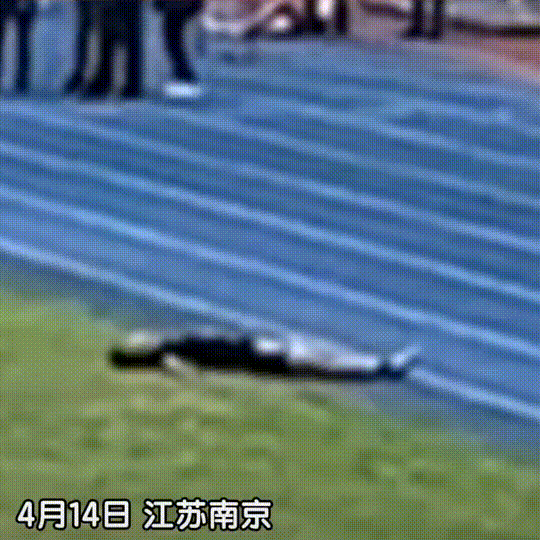 男生800米体考粉碎性骨折，边哭边爬到终点，媒体：深受感动（视频/组图） - 10