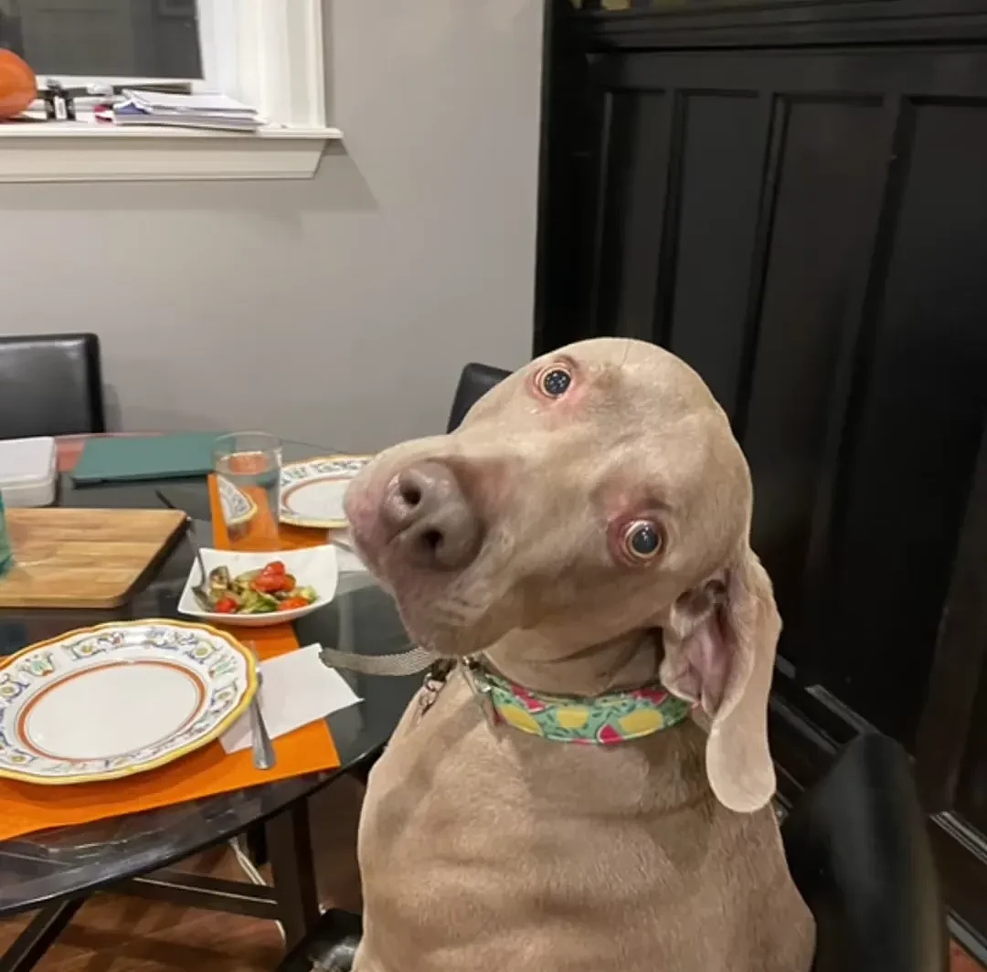 【宠物】每到饭点狗子就会一本正经的坐到餐桌前，主人：仿佛它也是一个人...（组图） - 5