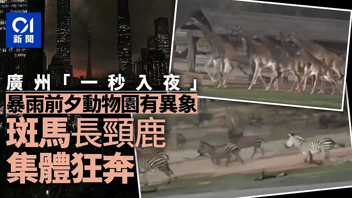 广州暴雨前夕上演“疯狂动物城”！斑马、长颈鹿野生动物园内狂奔（视频/组图） - 1