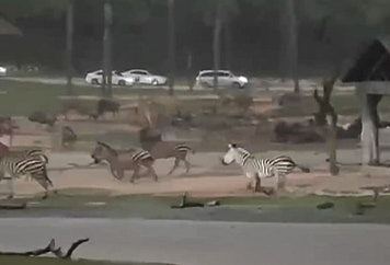 广州暴雨前夕上演“疯狂动物城”！斑马、长颈鹿野生动物园内狂奔（视频/组图） - 3