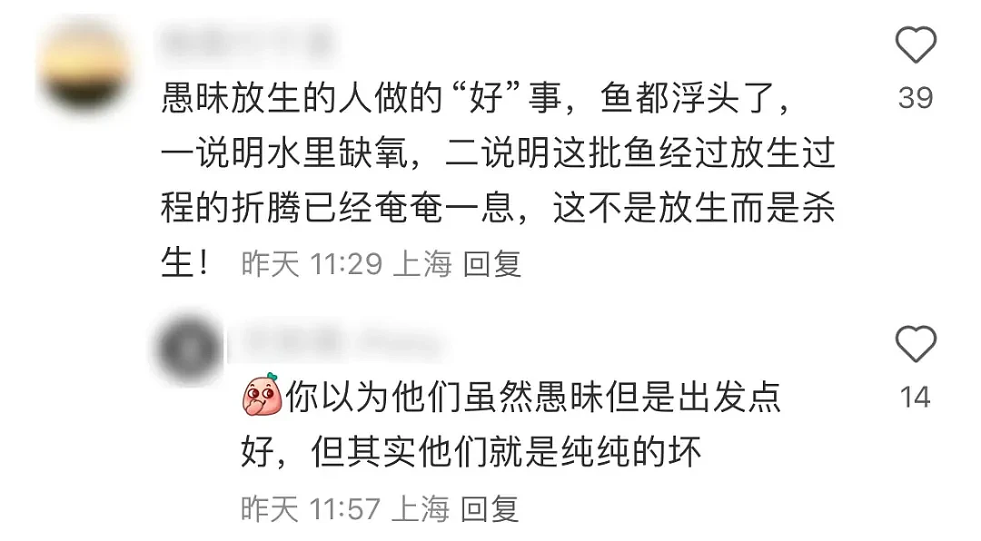 上海苏州河外白渡桥附近大量死鱼漂浮！最新回应：死鱼已打捞，疑放生所致，22年也发生过（组图） - 6