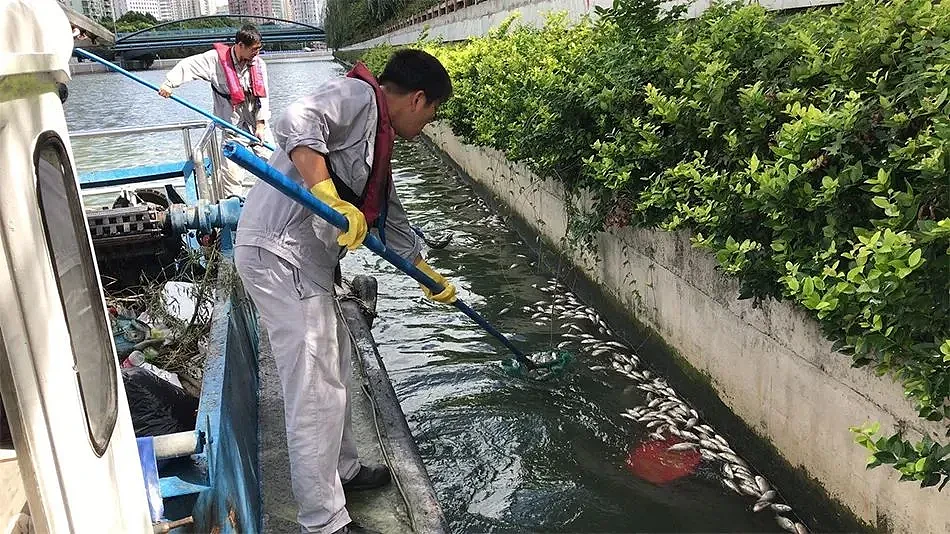 上海苏州河外白渡桥附近大量死鱼漂浮！最新回应：死鱼已打捞，疑放生所致，22年也发生过（组图） - 17