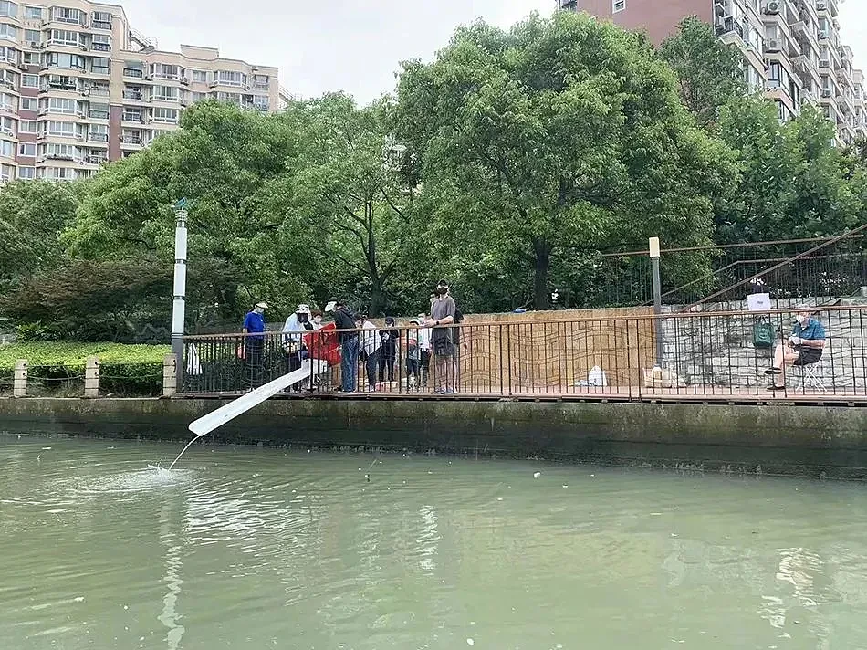 上海苏州河外白渡桥附近大量死鱼漂浮！最新回应：死鱼已打捞，疑放生所致，22年也发生过（组图） - 13