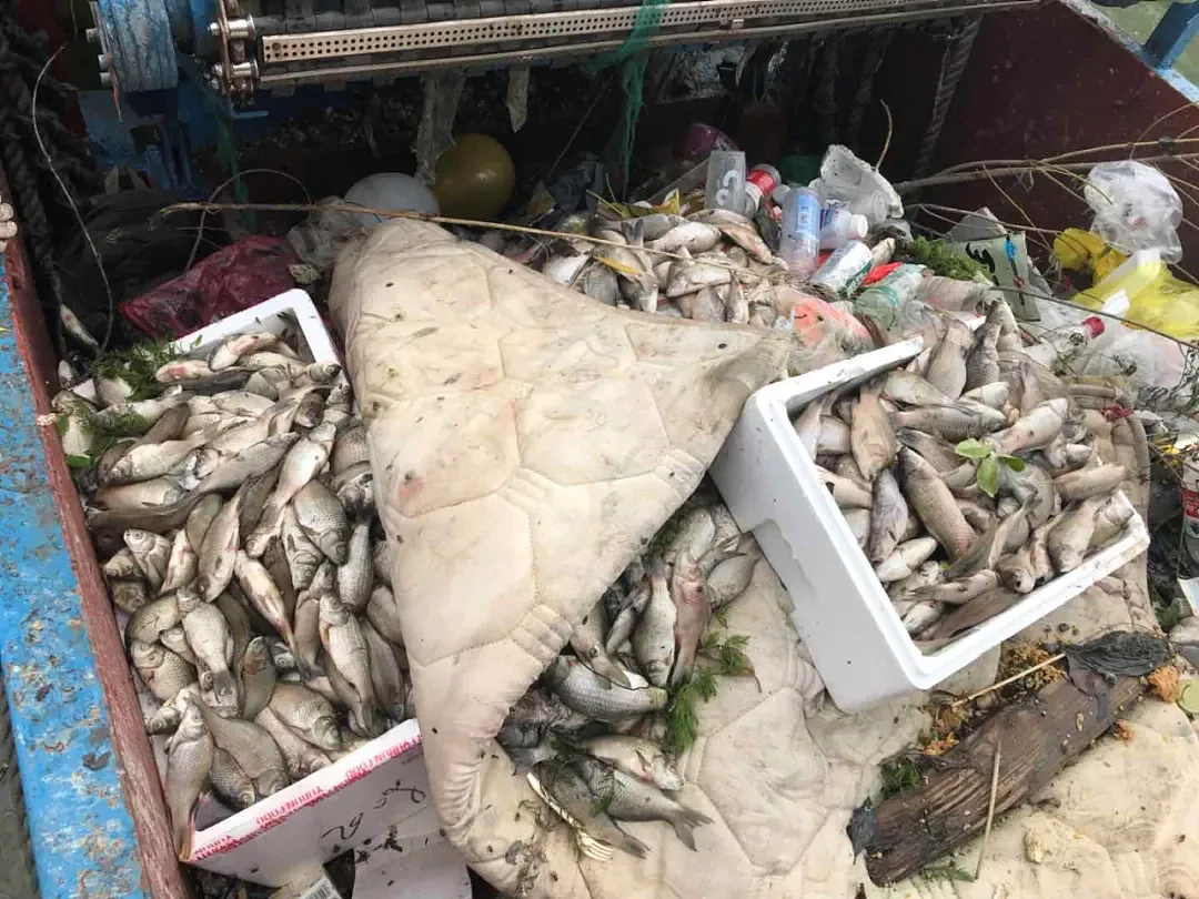 上海苏州河外白渡桥附近大量死鱼漂浮！最新回应：死鱼已打捞，疑放生所致，22年也发生过（组图） - 32