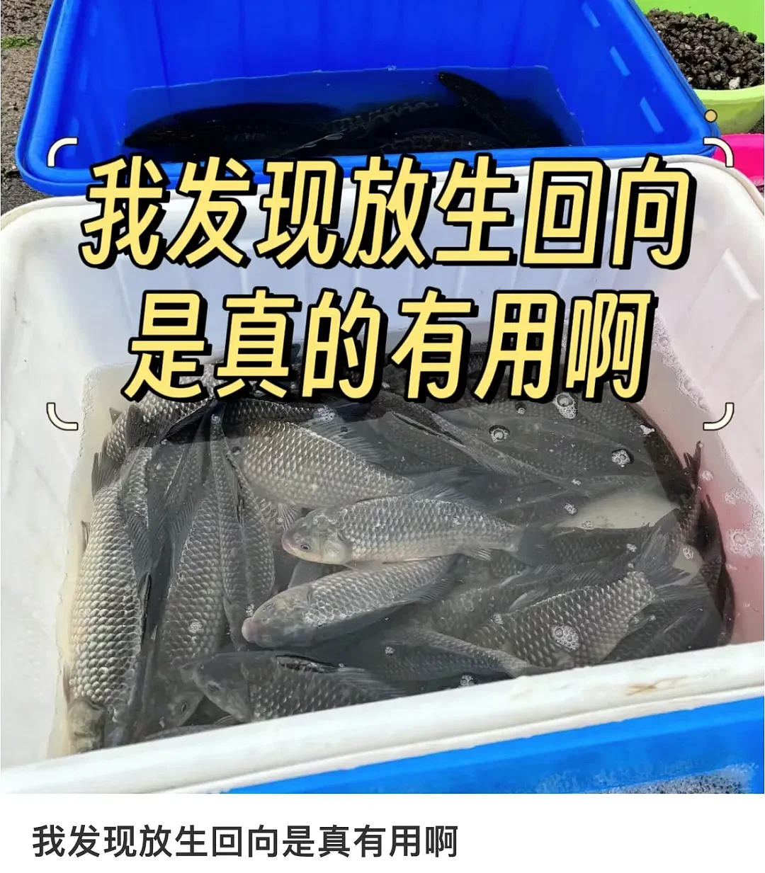 上海苏州河外白渡桥附近大量死鱼漂浮！最新回应：死鱼已打捞，疑放生所致，22年也发生过（组图） - 24