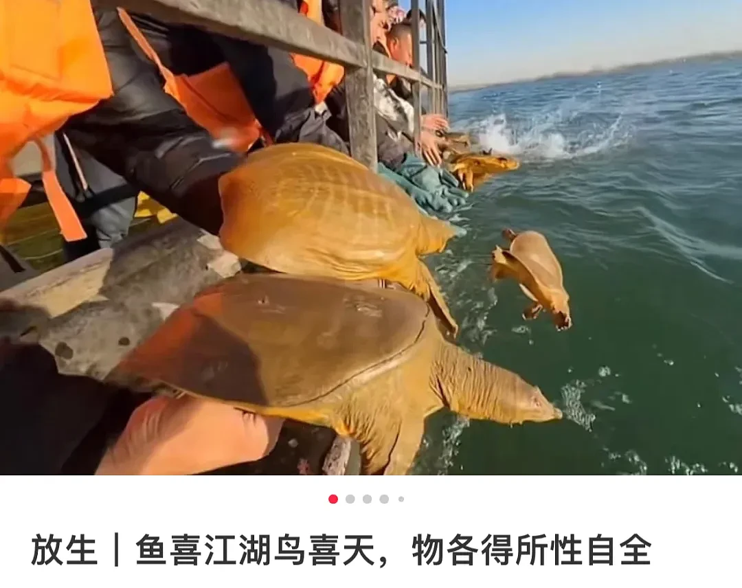 上海苏州河外白渡桥附近大量死鱼漂浮！最新回应：死鱼已打捞，疑放生所致，22年也发生过（组图） - 21