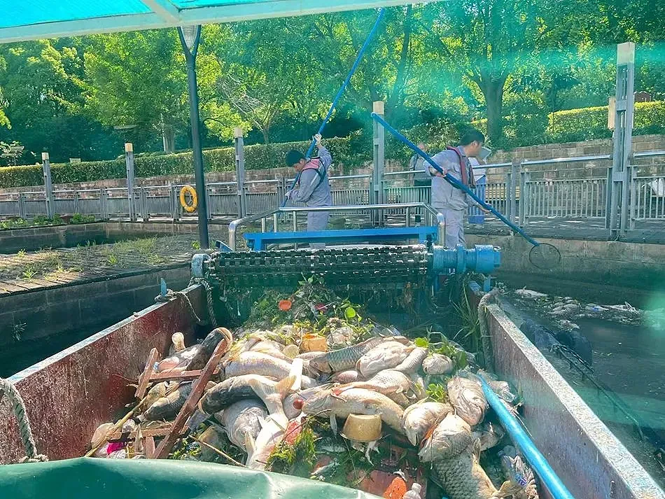 上海苏州河外白渡桥附近大量死鱼漂浮！最新回应：死鱼已打捞，疑放生所致，22年也发生过（组图） - 15