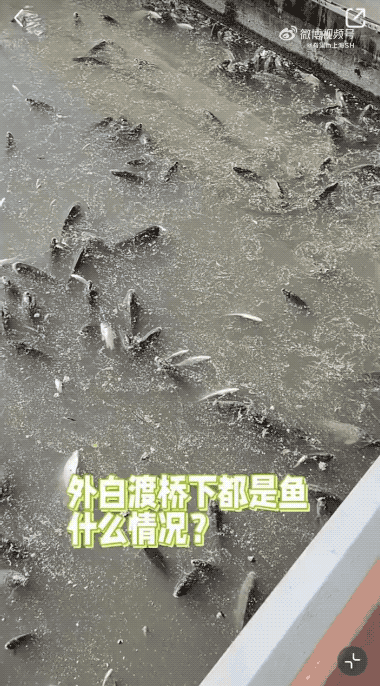 上海苏州河外白渡桥附近大量死鱼漂浮！最新回应：死鱼已打捞，疑放生所致，22年也发生过（组图） - 2