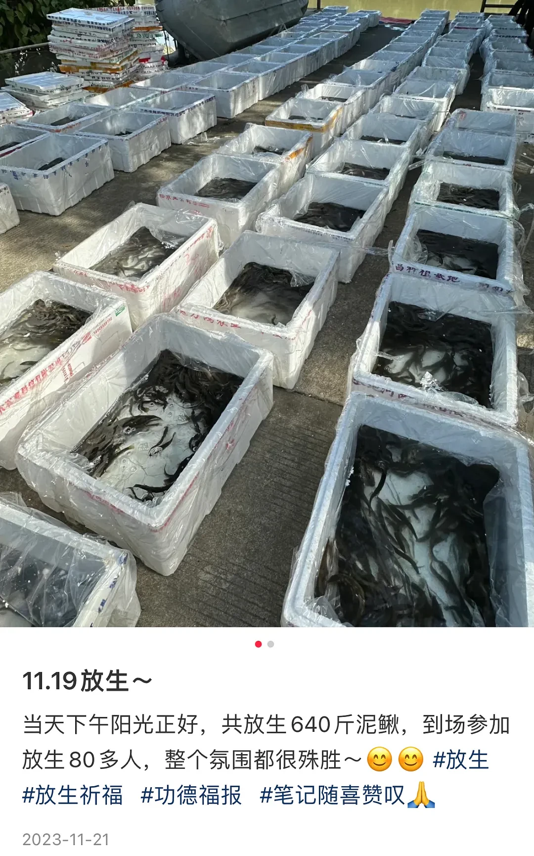 上海苏州河外白渡桥附近大量死鱼漂浮！最新回应：死鱼已打捞，疑放生所致，22年也发生过（组图） - 22
