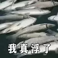 上海苏州河外白渡桥附近大量死鱼漂浮！最新回应：死鱼已打捞，疑放生所致，22年也发生过（组图） - 29