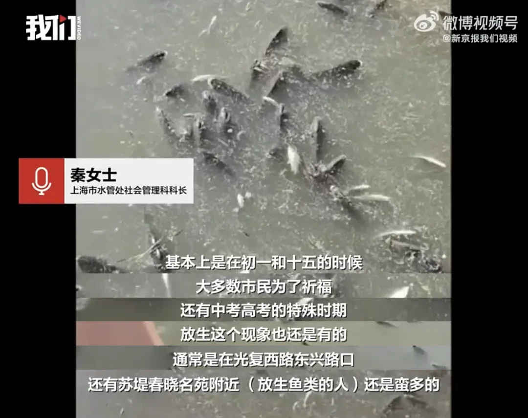 上海苏州河外白渡桥附近大量死鱼漂浮！最新回应：死鱼已打捞，疑放生所致，22年也发生过（组图） - 12