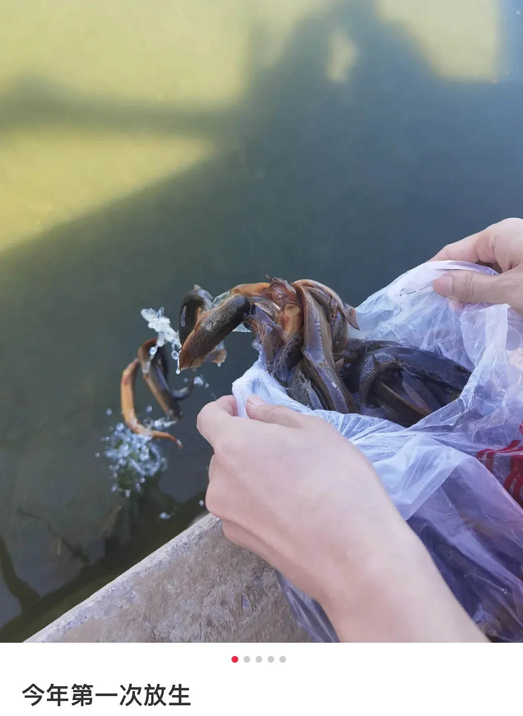 上海苏州河外白渡桥附近大量死鱼漂浮！最新回应：死鱼已打捞，疑放生所致，22年也发生过（组图） - 20