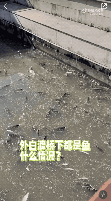 上海苏州河外白渡桥附近大量死鱼漂浮！最新回应：死鱼已打捞，疑放生所致，22年也发生过（组图） - 1
