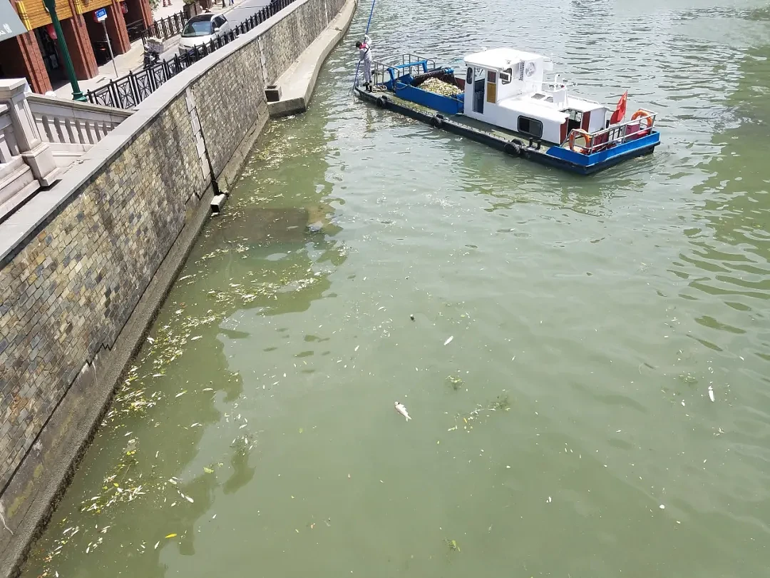 上海苏州河外白渡桥附近大量死鱼漂浮！最新回应：死鱼已打捞，疑放生所致，22年也发生过（组图） - 10