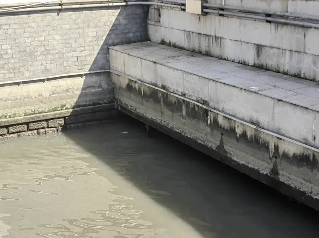 上海苏州河外白渡桥附近大量死鱼漂浮！最新回应：死鱼已打捞，疑放生所致，22年也发生过（组图） - 11