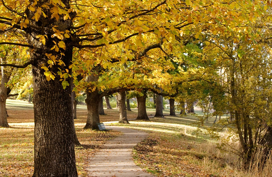 吐血整理！墨尔本最适合赏秋的十个景点，基本免费，这个秋天不去亏大了（组图） - 7