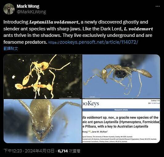 地底猎杀者“佛地魔蚁”，澳洲发现新品种蚂蚁（组图） - 1