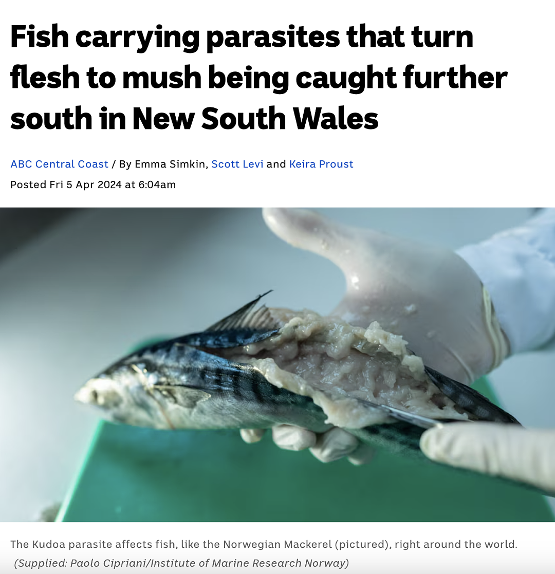 千万别吃！澳洲常见鱼类“暴雷”，被查出大量寄生虫！画面太恶心...（组图） - 6